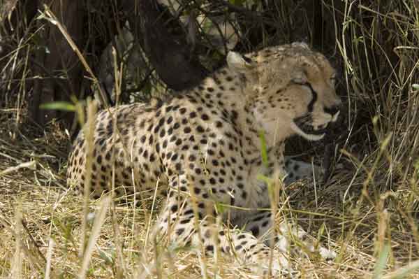 Guepardo - reserva nacional de Masai Mara - Kenia 02.jpg